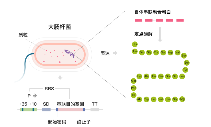 采用特有的酶切技術(shù)，酶切特異性強(qiáng)，純度極高
